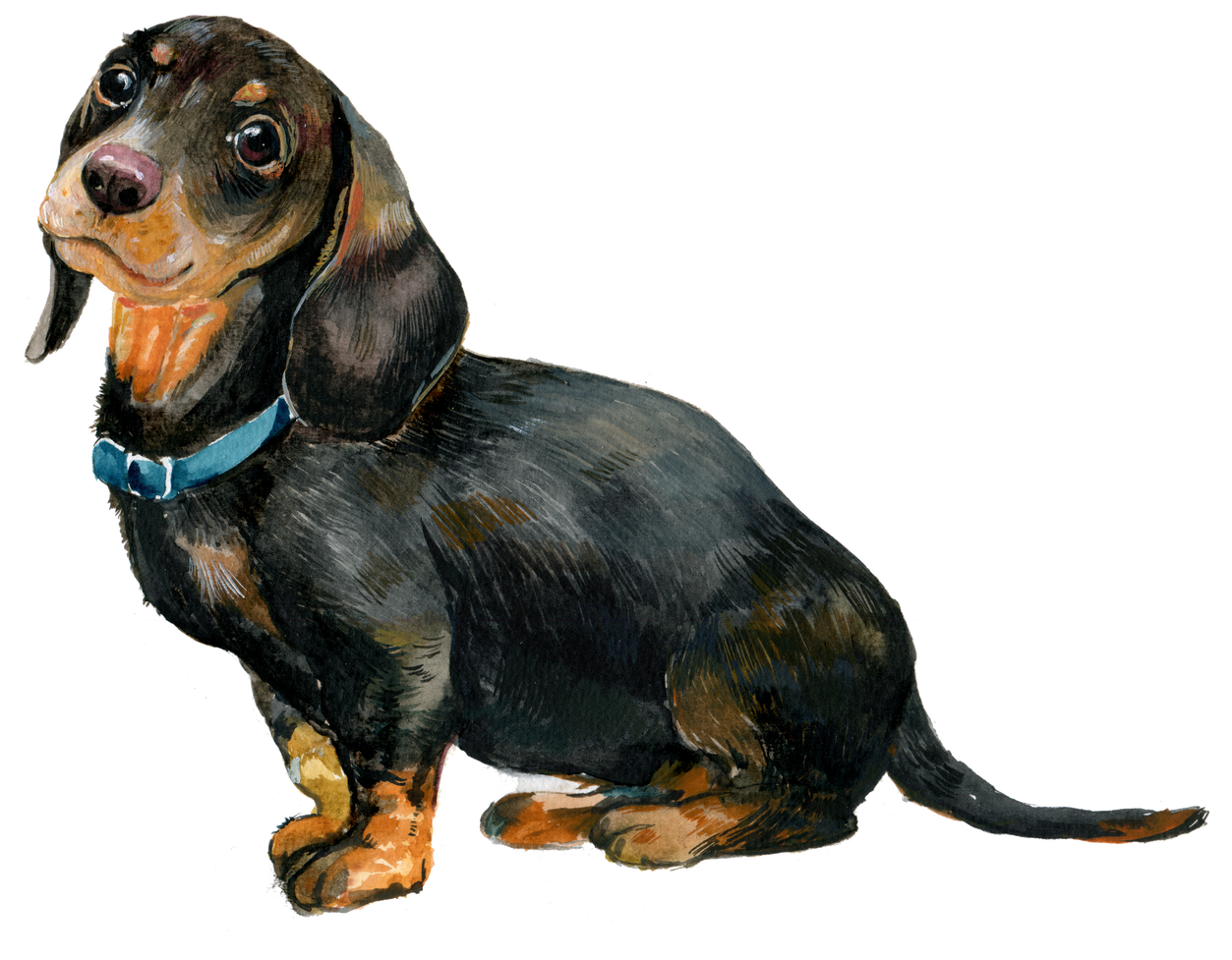 Dachshund Dog Watercolor